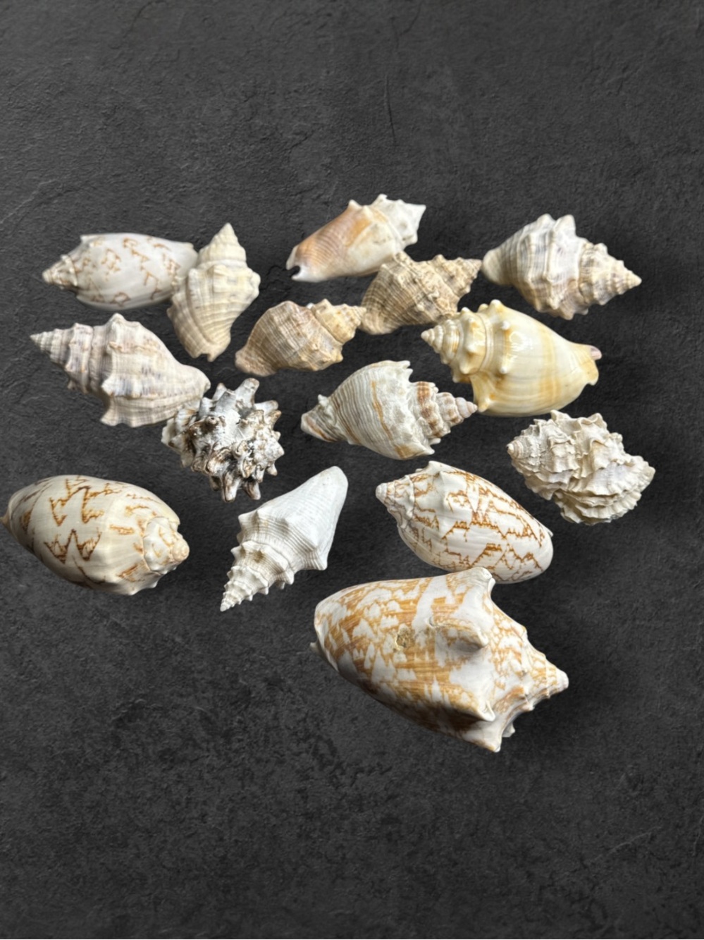 Various size and color natural fox conch shells lot of 15